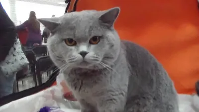 Британский короткошерстный Плюшевый кот, Породы кошек - YouTube