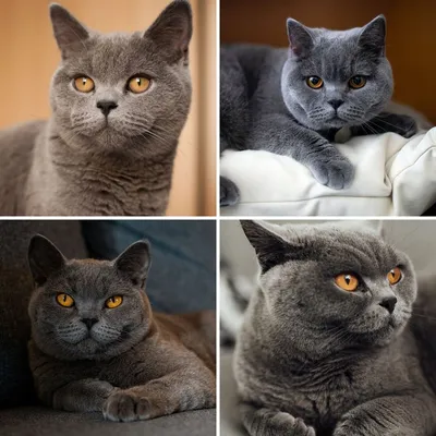История британской породы кошек