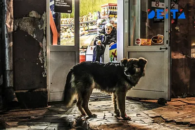бродячая собака на черном поводке Стоковое Фото - изображение насчитывающей  одиночество, бездомно: 260663164