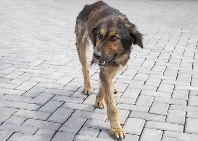 В Ставрополе бродячая собака напала на девочку - РИА Новости, 26.08.2023