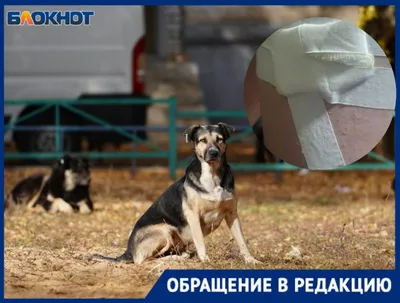 В Татарстане бродячая собака напала на троих детей, которые играли на  площадке - новости Набережных Челнов
