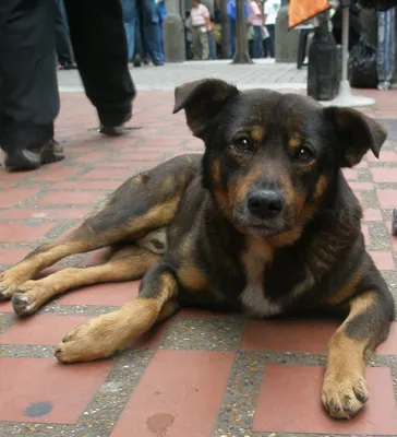 Бродячая Собака Живет В Парке, Бангкок, Таиланд. Фотография, картинки,  изображения и сток-фотография без роялти. Image 65843689