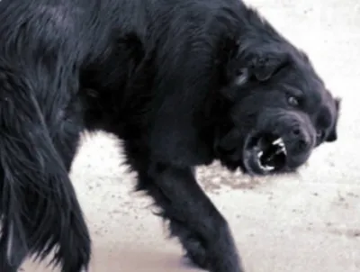 В Волгограде бродячая собака уже месяц держит в страхе целую улицу. Об этом  «Блокноту» сообщила местная жительница Екатерина сегодня, 23… | Instagram