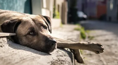 Бродячая собака, на улице :: Стоковая фотография :: Pixel-Shot Studio