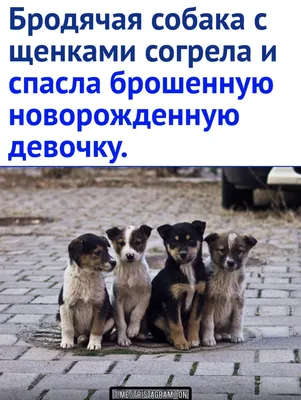 В городе Назарово бродячая собака покусала 9-летнего ребенка » Запад24