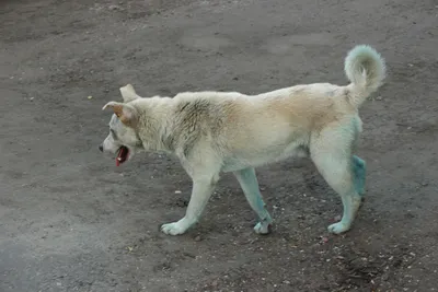 Бродячая собака попыталась напасть на жителя Краснокаменска в Забайкалье
