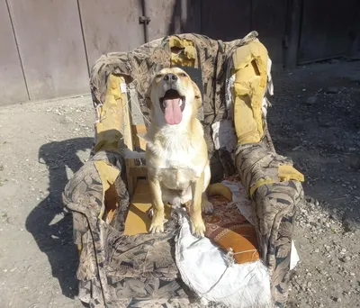В Саратове бродячая собака покусала 9-летнего мальчика — Регион 64