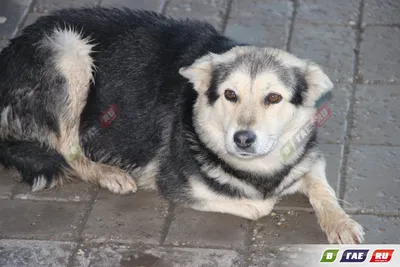 Бродячая собака прокусила щеку 10-летней девочке в Мурманской области |  Телекомпания ТВ21