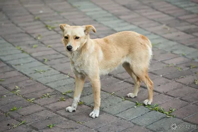 В Новосибирской области бродячая собака напала на школьницу