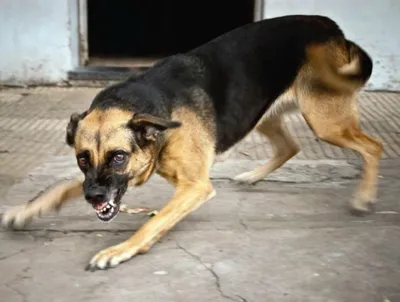 Бродячая собака на ул. Бограда, 8 | Pet911.ru