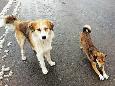 Бродячая собака с щенками согрела и спасла брошенную новорожденную девочку  | Пикабу
