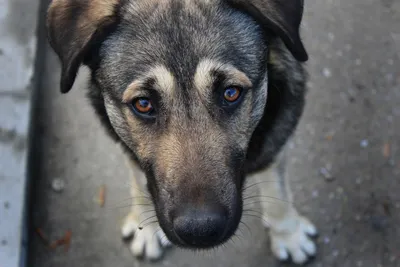 Пес их знает: кто в ответе за бездомных собак на улицах города | Статьи |  Известия