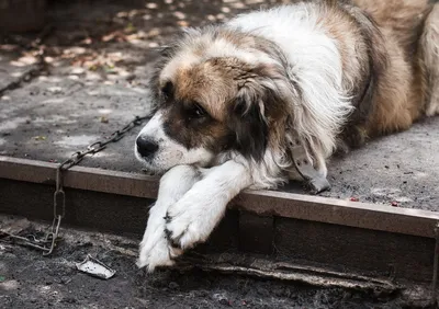 Бездомные собаки в Днепре — убить нельзя помиловать (ФОТО) - Наше Місто