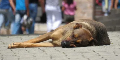 Бездомные собаки в городской среде: ужиться или выжить? (Прямой эфир) -  AmurMedia.ru