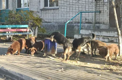 Около 500 собак и кошек пройдут стерилизацию в Гагрском районе -  13.07.2022, Sputnik Абхазия