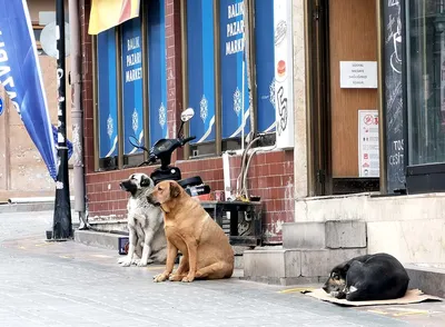 В Казани стартовала перепись бездомных собак и кошек