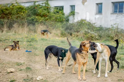 Брошенные и забытые: как решается проблема бездомных собак