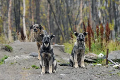 Поселок в России терроризируют агрессивные бездомные собаки
