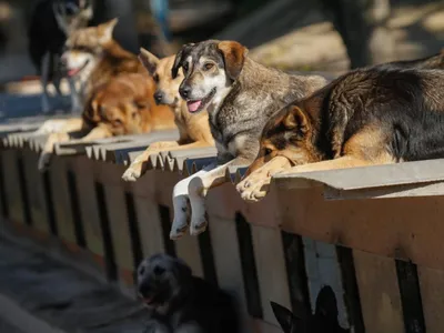 Собачий террор. Как бороться со стаями бродячих псов на улицах Смоленска |  Природа и животные | ОБЩЕСТВО | АиФ Смоленск