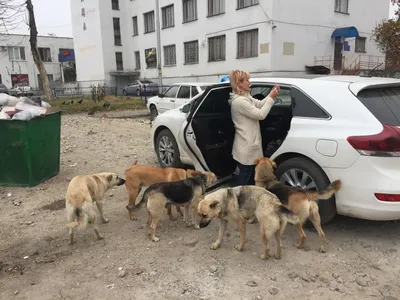 За год в Липецкой области отловили 4 753 бездомные собаки
