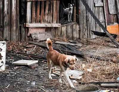 В Уфе бездомные собаки напали на ребенка | ИА Красная Весна