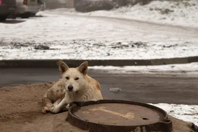 В Астрахани насчитывается 17 тысяч бездомных собак, не прошедших  стерилизацию