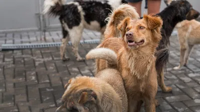 Бездомные собаки держат волжан в страхе: большинство даже боятся проходить  мимо животных