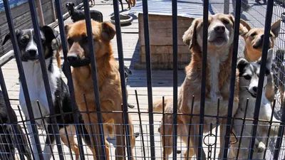 Бездомные собаки терроризируют жителей поселка в Бурятии - новости Бурятии  и Улан-Удэ