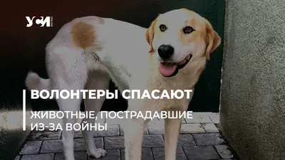 P4273562 | Бездомные собаки | Фотобанк Moscow-Live | Flickr