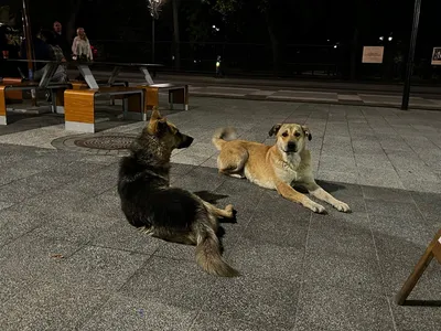 В Тольятти бездомные собаки съели человека - ГородТольятти
