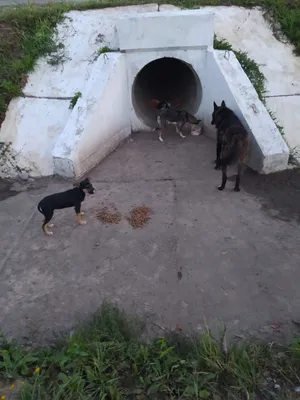 В большинстве дворов Волжского обитают бездомные собаки