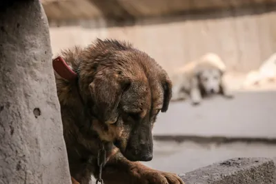 Бродячая» проблема, или Бездомные собаки несчастны - Статьи - Средство  массовой информации - сетевое издание «Приокская правда»