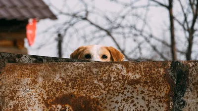 Полиция проверяет информацию о фургоне с бездомными собаками в Сочи - РИА  Новости, 14.09.2022