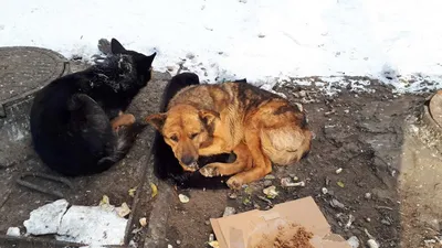 Еще раз про бродячих собак на Кушва-онлайн.ру