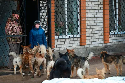 Брошенные собаки и кошки Одессы: помощь и истории спасения (фото) — УСІ  Online