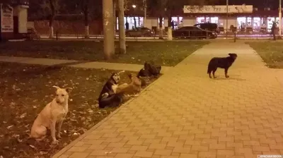 Обнаглевшие бездомные собаки в Ухте снимают шапки с детей и убегают |  Комиинформ