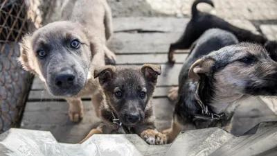 Сколько в Беларуси бездомных собак и какой штраф грозит хозяевам за укусы  питомцев