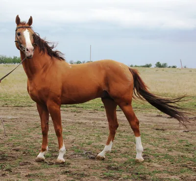 Буденновская лошадь фото 