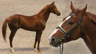 БУДЕННОВСКАЯ порода лошадей #ИППОсфера 2019 конная выставка /БУДЕНОВЕЦ  спортивная лошадь - YouTube