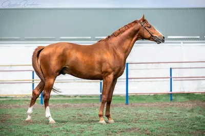 Буденновская порода лошадей (57 фото) | Horse breeds, Beautiful horses,  Horses