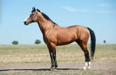 Будённовская лошадь: описание породы, характера и ухода | NUR.KZ | Дзен
