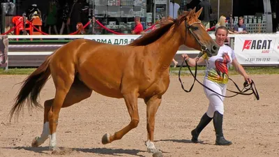 Буденновская порода лошадей - история, интересные факты, фото