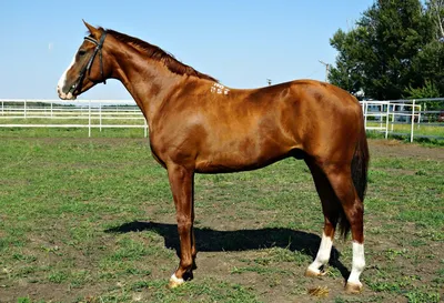 Буденновская порода лошадей (57 фото) | Рысак, Лошади, Арабская лошадь
