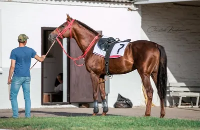 ЭСКОРТ | Завод имени Первой конной армии | Лошади на продажу | Будённовская  порода лошадей - YouTube