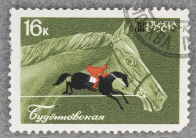 Всё многообразие Буденновской, Высококровной и Донской лошади | Страница 74  | Prokoni.ru