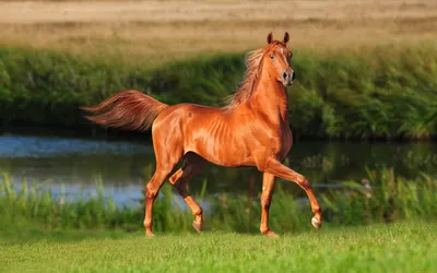 БУДЕННОВСКАЯ порода лошадей: кобыла Бармина #ИППОСФЕРА 2023 ▻Парад пород -  YouTube