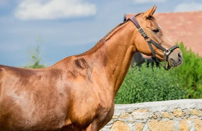 Буденновская лошадь - 72 фото