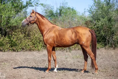 Буденновская порода лошадей | Пикабу