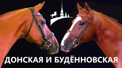 Фигурка \"лошадь будённовской породы\" (буденновская лошадь статуэтка) в  интернет-магазине Ярмарка Мастеров по цене 25330 ₽ – 2A1H9RU | Мягкие  игрушки, Москва - д… в 2023 г | Коричневая лошадь, Лошади, Статуэтка