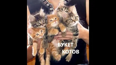 Купить картину Букет котов в Москве от художника Клименко Екатерина